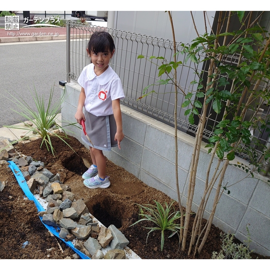 ナンテンとキンモクセイの植樹中の様子