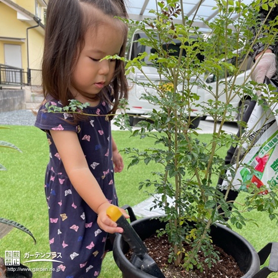 シマトネリコ植樹の様子