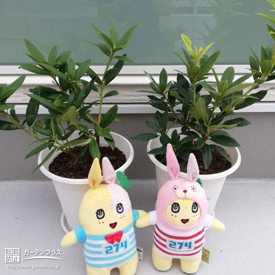 西洋シャクナゲを記念撮影