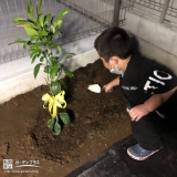 温州ミカン植樹の様子