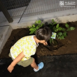 レモン植樹の様子