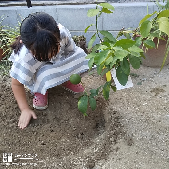 レモン植樹の様子