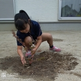 もみじ植樹の様子