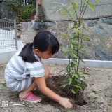 シラカシ植樹の様子