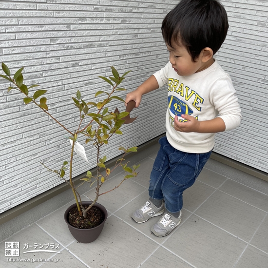 ブルーベリー植樹の様子２