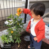 キンカンに水やりをする様子