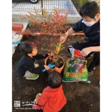 ナンテン植樹の様子