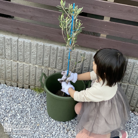 オリーブ植樹の様子