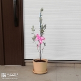 植樹されたオリーブ