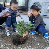 西洋シャクナゲ植樹の様子