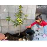 レモン植樹の様子