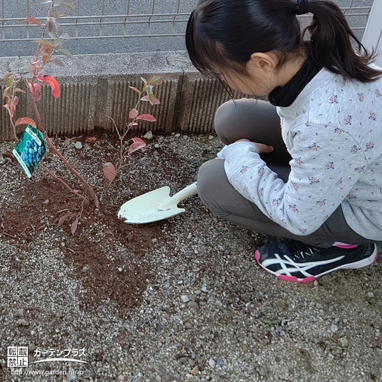 ブルーベリー植樹中の様子