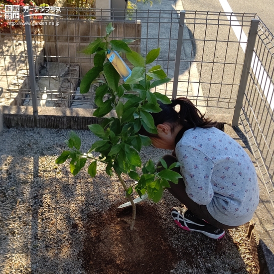 レモン植樹中の様子