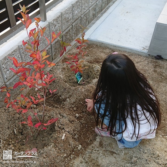 ブルーベリー植樹中の様子