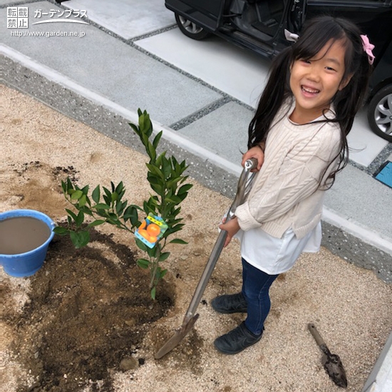 温州ミカン植樹中の様子