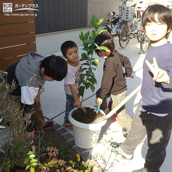 レモン植樹中の様子①