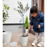 オリーブ植樹後中の様子