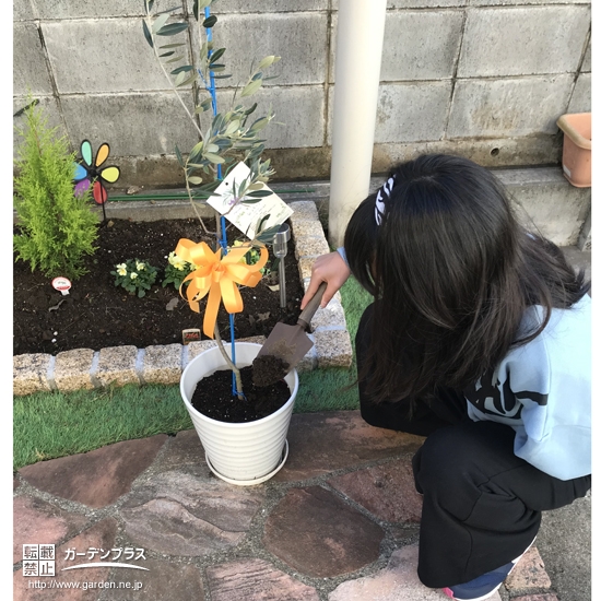 オリーブ植樹中の様子