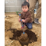 もみじ（カエデ）植樹中の様子