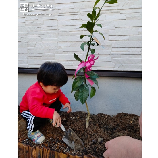 レモン植樹中の様子