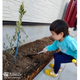 オリーブ植樹中の様子