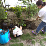 熊本県熊本市東区ジューンベリーと紅葉トキワマンサクの植樹風景