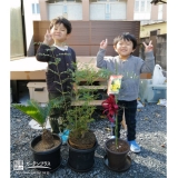 植樹後のミモザ,ソテツ,シマトネリコと記念撮影