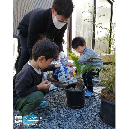 ソテツ植樹中の様子