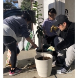 ジューンベリー植樹中の様子