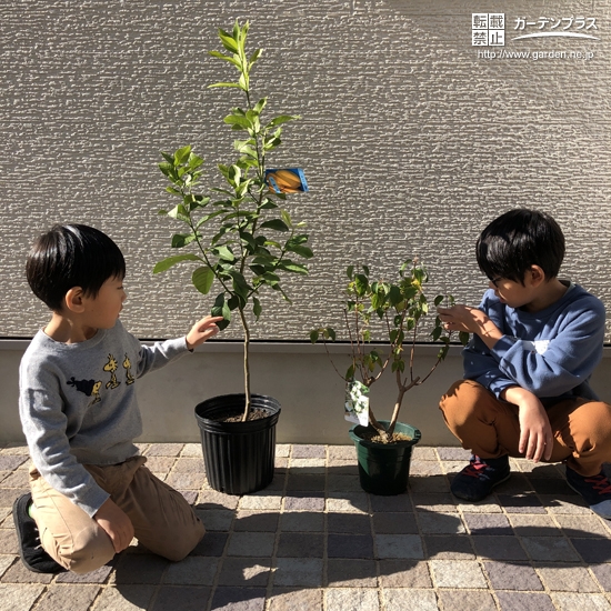 植樹後のレモンとバイカウツギと記念撮影①