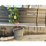 植樹後のレモンの記念写真