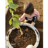 レモン植樹中の様子