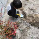 ナンテン植樹の様子