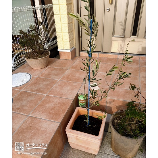 植樹したオリーブ