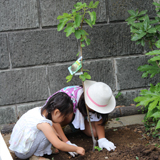 神奈川県横浜市鶴見区ジューンベリーとイチジクの植樹風景