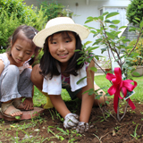 神奈川県横浜市鶴見区ジューンベリーとイチジクの植樹風景