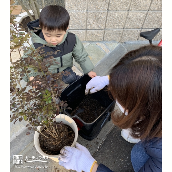 シマトネリコ植樹の様子