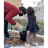 オリーブ植樹の様子