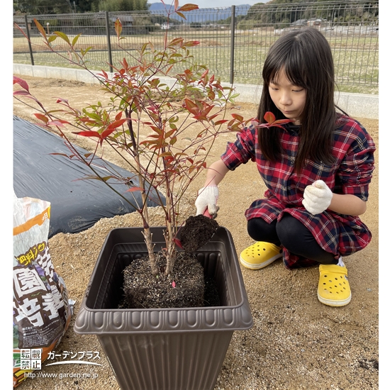 ナンテン植樹中の様子