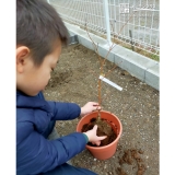 もみじ（カエデ）植樹中の様子