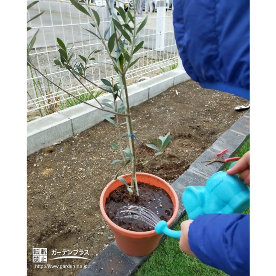 オリーブ植樹中の様子