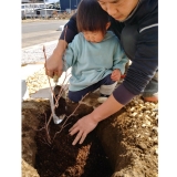 ジューンベリー植樹中の様子①