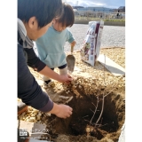 ジューンベリー植樹中の様子➂