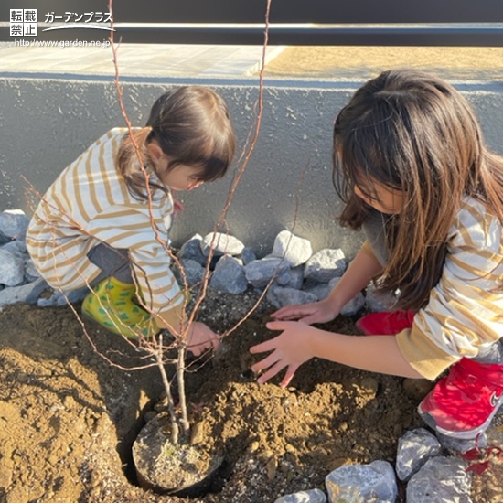 記念樹植樹中の様子