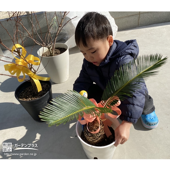 ソテツ植樹中の様子