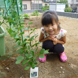 神奈川県横須賀市ジューンベリーとレモンの植樹風景