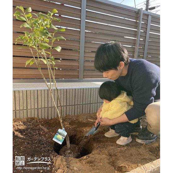 レモン植樹中の様子