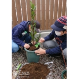 月桂樹（ローリエ）植樹中の様子