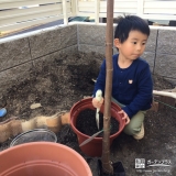 イチジク、ビワ植樹中の様子