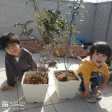 植樹後のオリーブ、シマトネリコと記念撮影